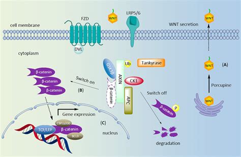 Canonical Wnt Catenin Signaling Pathway A After Palmitoylation By