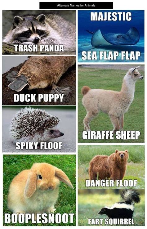 Alternative Animal Names Funny Animal Names Funny Animal Jokes
