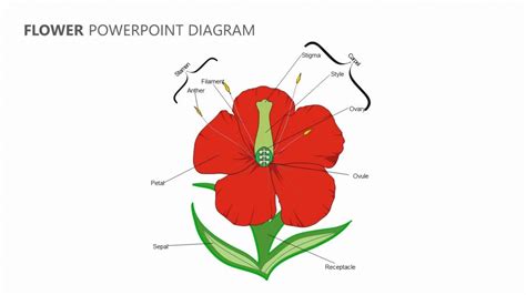 Hibiscus Diagram With Parts Best Flower Wallpaper