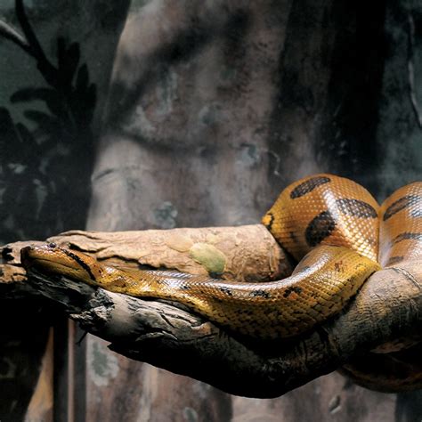 Anaconda Snake Diet Anaconda Gallery