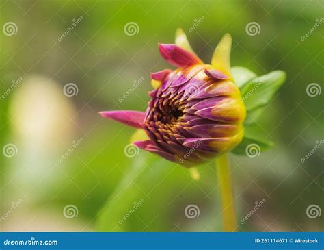 Closeup Of Purplish Yellow Dahli Flower Bud Beautiful Floral