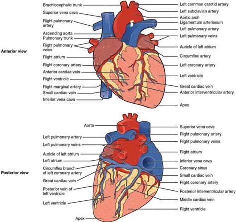 Anatomy And Physiology Of The Cardiovascular System Thoracic Key