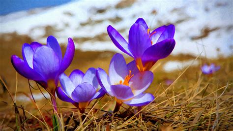 Crocuses Purple Flowers Nature Flowers Wallpapers Hd Desktop And