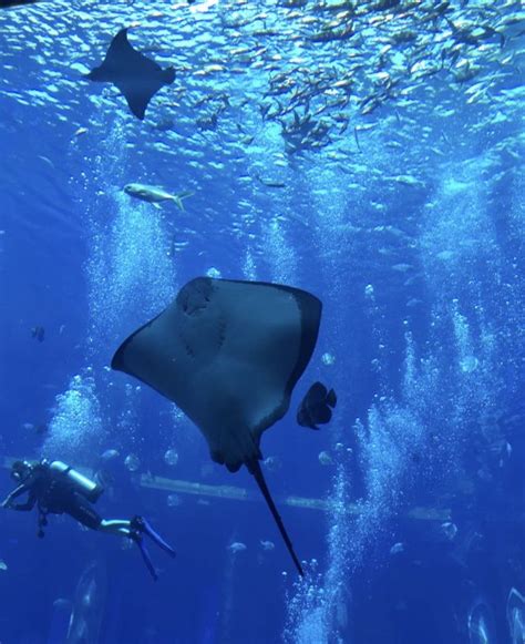 The Lost Chambers Aquarium Sanya Attractions Sanya Travel Review