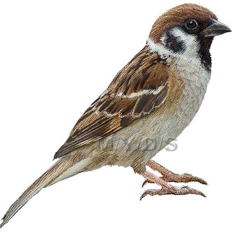 Tree Sparrow Clipart 20 Free Cliparts Download Images On Clipground 2023