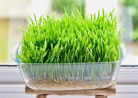 Wheatgrass Microgreen Sprouting Organic Seed Non Gmo Country Cre