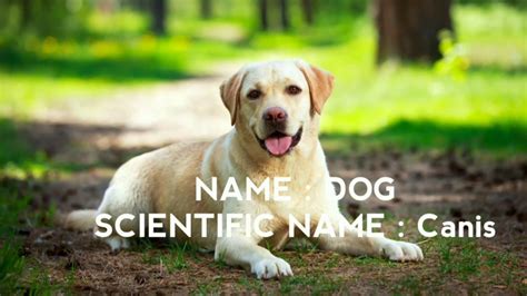 The dog name is sure to be used frequently in public, so you might think twice about calling. Scientific Names Of Animals | Scientific Names Of 10 ...