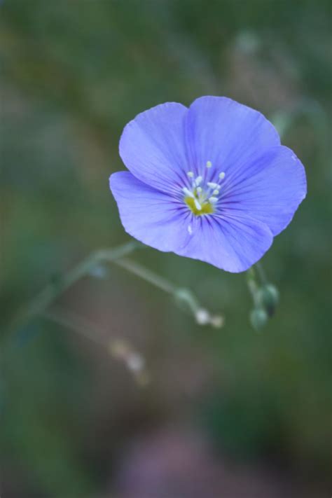 Buy Wild Blue Flax Seeds And Grow Wildflowers In Your Prairie Garden
