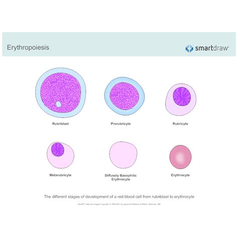 Erythropoiesis Red Blood Cell Production