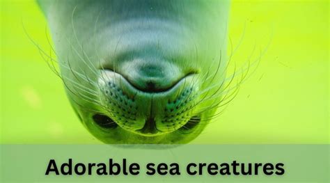 Three Of The Most Adorable Sea Creatures Economy24