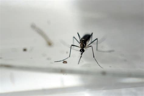 Michigan Residents Warned About Serious Mosquito Borne Virus