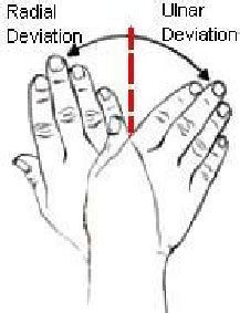Radial Ulnar Deviation Of The Wrist Download Scientific Diagram