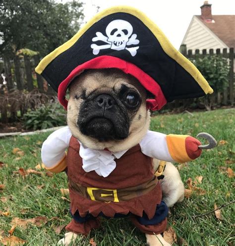 10 Best Halloween Costumes For Pugs Cute Dog Halloween Costumes Dog