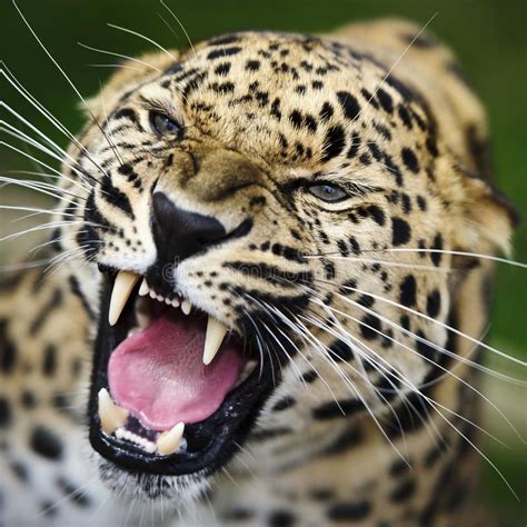 Amur Leopard Portrait Of Growling Amur Leopard With Open Mouth And