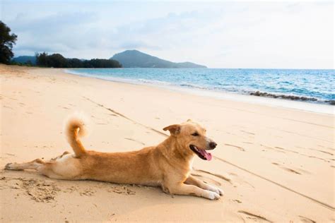 10 Best Dog Breeds For Hot Weather Heat Friendly Canines