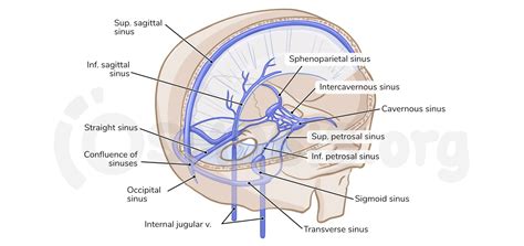 Anatomy Of The Cranial Meninges And Dural Venous Sinuses Osmosis