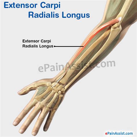 Extensor Carpi Radialis Longus Structure Function Pain