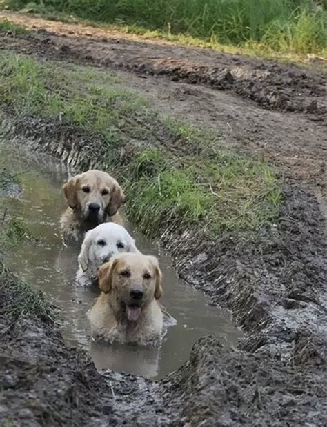 25 Funny Photos Of Dogs Playing In Mud Bouncy Mustard