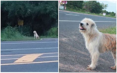 Ein Verlorener Hund Wartete Seit Vier Jahren Am Straßenrand Auf Seine