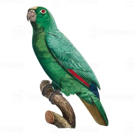 Free Exotic Bird Illustration 12662598 Png With Transparent Background