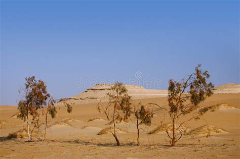 Trees In Desert Sahara Oasis Egypt Stock Photos Image 26814533
