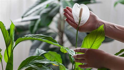 Why Is My Peace Lily Turning Yellow 3 Reasons And Solutions