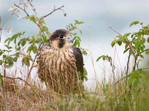 Peregrine Falcon Bird Facts Falco Peregrinus Birdfact
