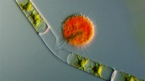 Bbc Earth Microscopic Vampire Amoebas Are Swarming Everywhere