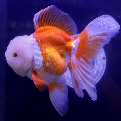 Goldfish Assorted Fantail Large Carassius Auratus 9cm Aquarium