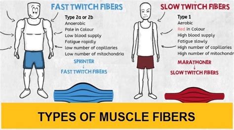 Types Of Muscle Fibers Slow Twitch Vs Fast Twitch Bodybuilding Wizard