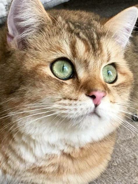 28 British Shorthair Golden Tabby Cat Furry Kittens