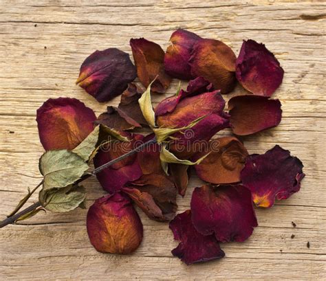 Dry Rose Leaves Stock Image Image Of Background Leaf 19348085