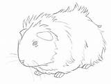 Pig Guinea Coloring Pages Realistic Getcolorings Baby sketch template