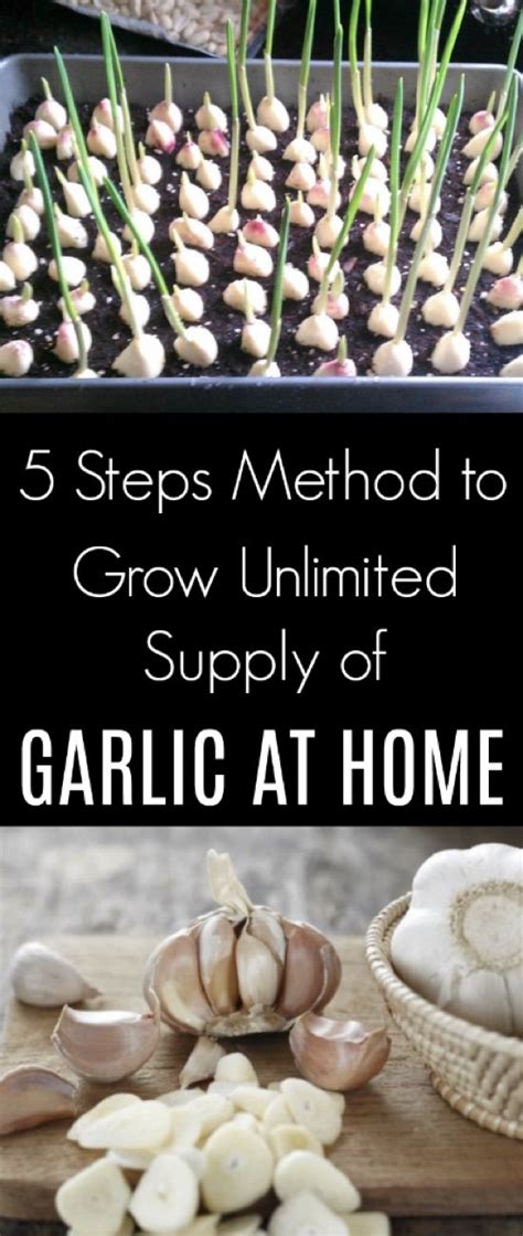 5 Steps Method To Grow Unlimited Supply Of Garlic At Home Growing