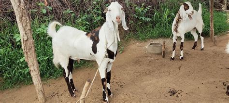 Male Gujri And Sojat Goats Rs 10000 Piece Kesar Farm Id 23011733012