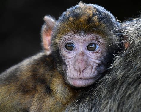 El Video Del Momento En Que Un Mono Papión Muerde A Un Niño En El