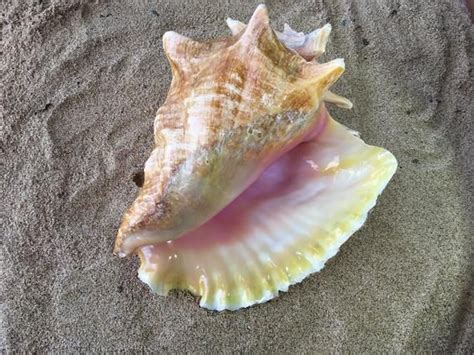 Queen conch shell crafts to make at home. Pin auf Conch Shell