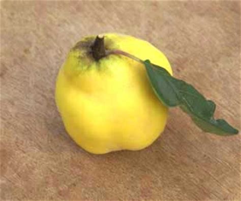 We offer a full range of expertise in all areas of the complex world of trees. Meeches Prolific - Quince - Fruit Trees for sale | Order ...