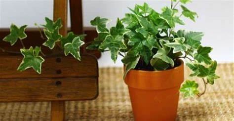 Types Of Ivy Different Types Of Ivy Plants For Outdoors