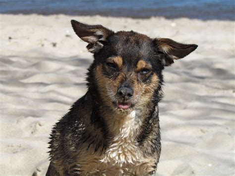 Conschita Strand Meer Hund Sand Von Blechi
