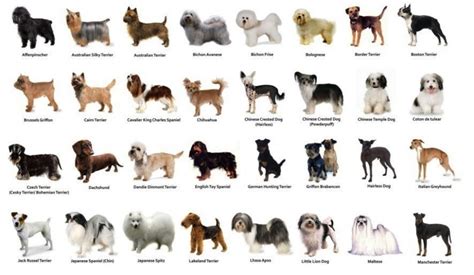 quais são as raças dos cachorros de pequeno porte para apartamento