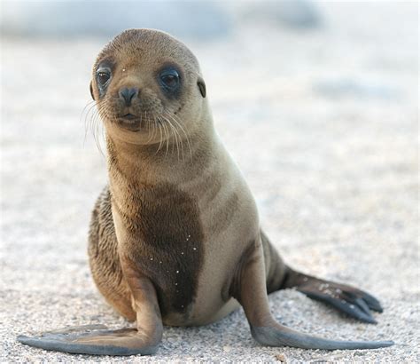 Sea Lion Pup The Galapagos Islands Provide Absolutely Amaz Flickr