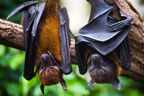 Murciélagos Curiosidades Sobre Estos Mamíferos Voladores Hogarmania