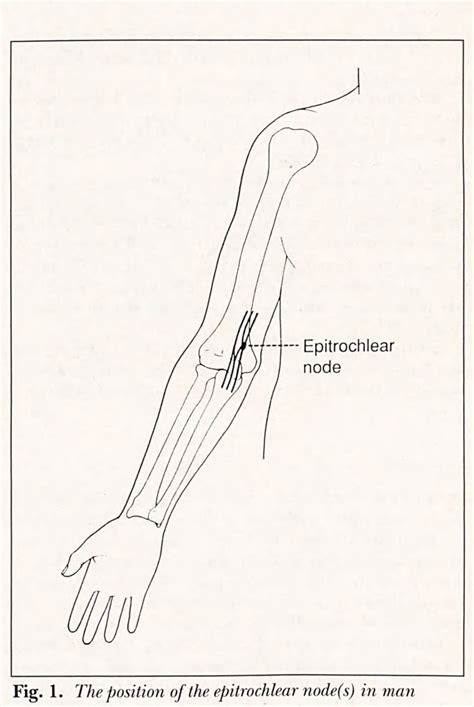 Structure Of Epitrochlear Lymph Node Semantic Scholar