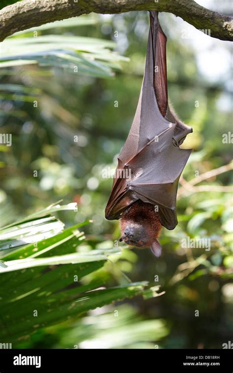Malayan Flying Fox Or Fruit Bat In Singapore Zoo Scientific Name