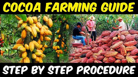 Cocoa Farming Cocoa Cultivation Complete Guide Cocoa Beans Sowing
