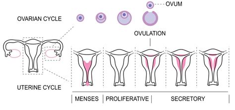 Percepção Da Fertilidade Parte 3 O Ciclo Menstrual