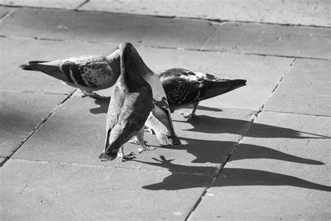Pigeons Sitting On Paved Sidewalk · Free Stock Photo