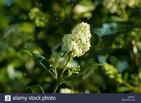 Flowering Ligustrum Stock Photo Alamy