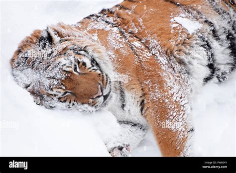 Amur Siberian Tiger Hi Res Stock Photography And Images Alamy